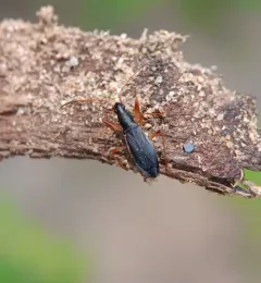 Martian Seed Bug thumbnail 2