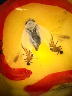 Cherry Leafhopper thumbnail 4