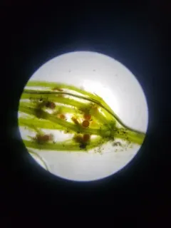delicate stonewort thumbnail 3