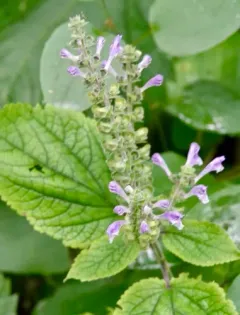 Heart-leaved Skullcap thumbnail 4