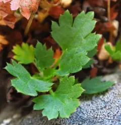 Merriam's Alumroot thumbnail 2