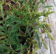 Pacific willow dock thumbnail 3