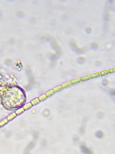 Pseudanabaena catenata