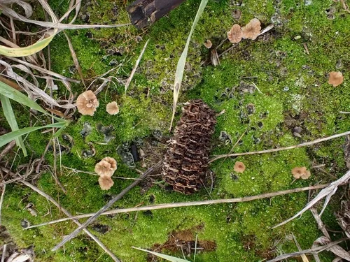 stalked rosette