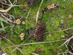stalked rosette thumbnail 1