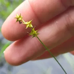 inland sedge thumbnail 4