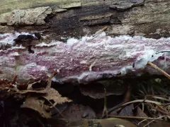 mauve waxpore thumbnail 2
