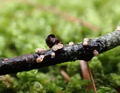 Corticium minnsiae thumbnail 4