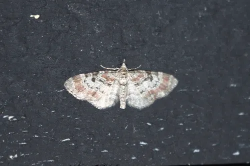 Eupithecia columbrata