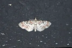 Eupithecia columbrata thumbnail 1