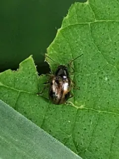 Four-marked Oval Leaf Beetle thumbnail 3