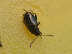Phyllotreta zimmermanni thumbnail 2