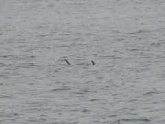 Broadbill Swordfish thumbnail 4