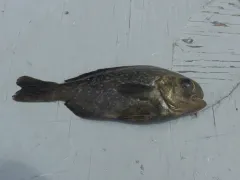 Barrelfish thumbnail 2