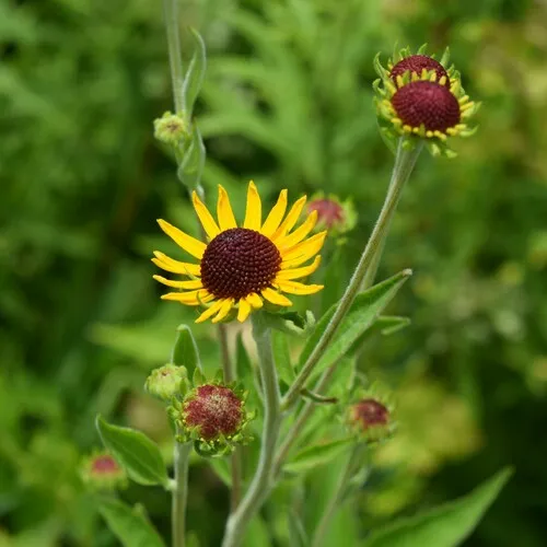 sweet black-eyed Susan