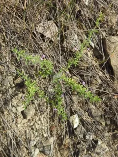 Drummond's false pennyroyal thumbnail 1