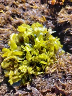 Mazzaella parksii thumbnail 4