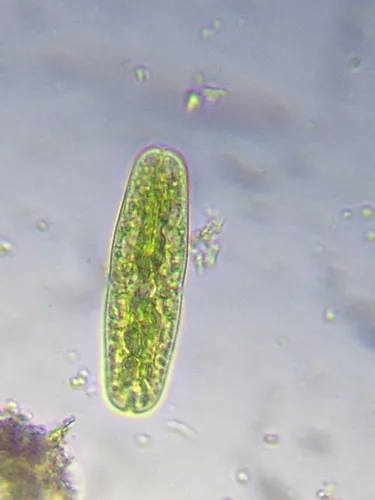 Tetmemorus laevis