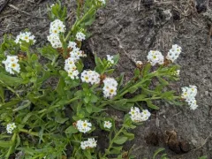 alkali heliotrope thumbnail 4