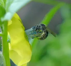 ground cherry sweat bee thumbnail 4