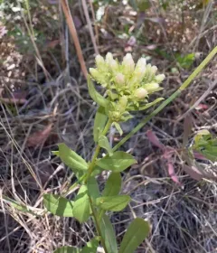Columbian Whitetop Aster thumbnail 3