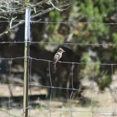 Ash-throated Flycatcher thumbnail 4