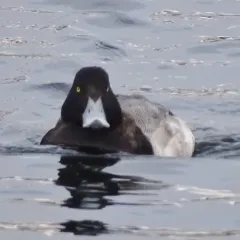 Greater Scaup thumbnail 1