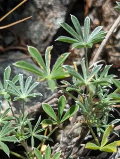 Silver Bush Lupine thumbnail 4
