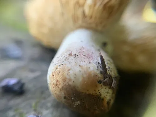 Russula obscurozelleri