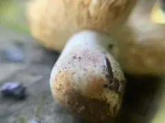 Russula obscurozelleri thumbnail 1
