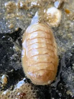 dwarf chiton thumbnail 2