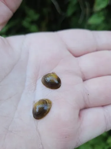 Rocky Mountain Fingernailclam