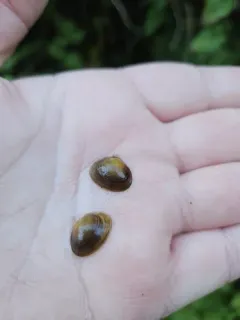 Rocky Mountain Fingernailclam thumbnail 1