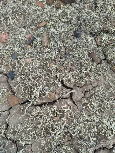 Tumbleweed Shield Lichen