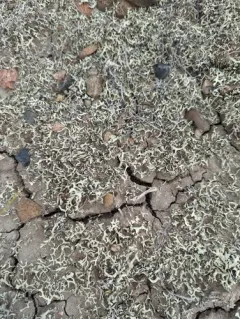 Tumbleweed Shield Lichen thumbnail 1