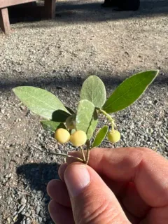 Gasquet manzanita thumbnail 4