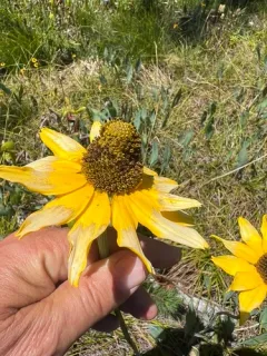 klamath cone-flower thumbnail 2