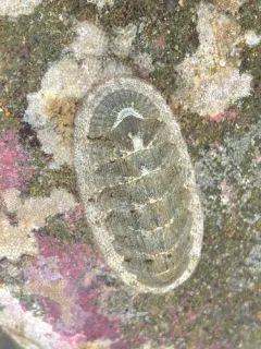 Cooper's Chiton thumbnail 3