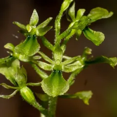 Northwestern Twayblade thumbnail 1