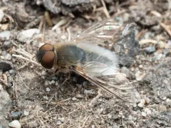 Aphoebantus mus thumbnail 2