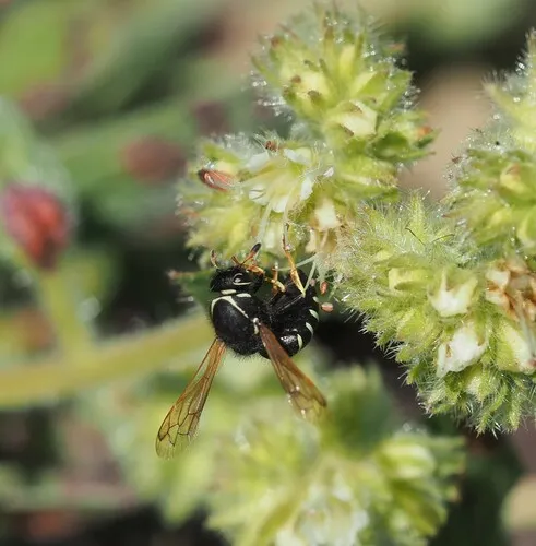 Pseudomasaris marginalis