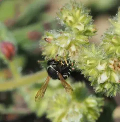 Pseudomasaris marginalis thumbnail 1