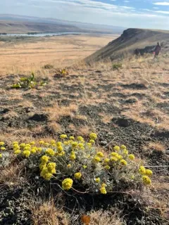 Umtanum Desert Buckwheat thumbnail 2