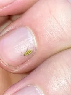 Walnut Aphid thumbnail 2