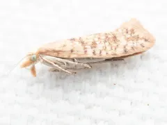 Ypsolopha cervella thumbnail 2