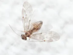 Peripsocus subfasciatus thumbnail 2
