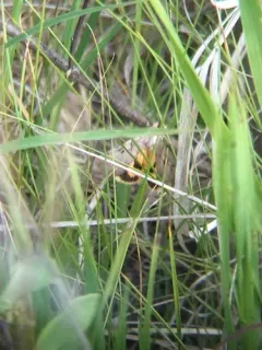 Abbreviated Underwing thumbnail 1