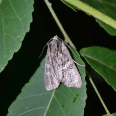 Speckled Cutworm Moth thumbnail 3