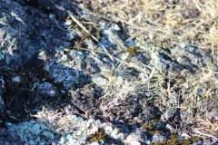 Aphoebantus mus thumbnail 4