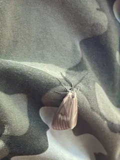 California Oak Moth thumbnail 1